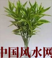 四平十二生肖养什么植物最旺财运？你知道吗！